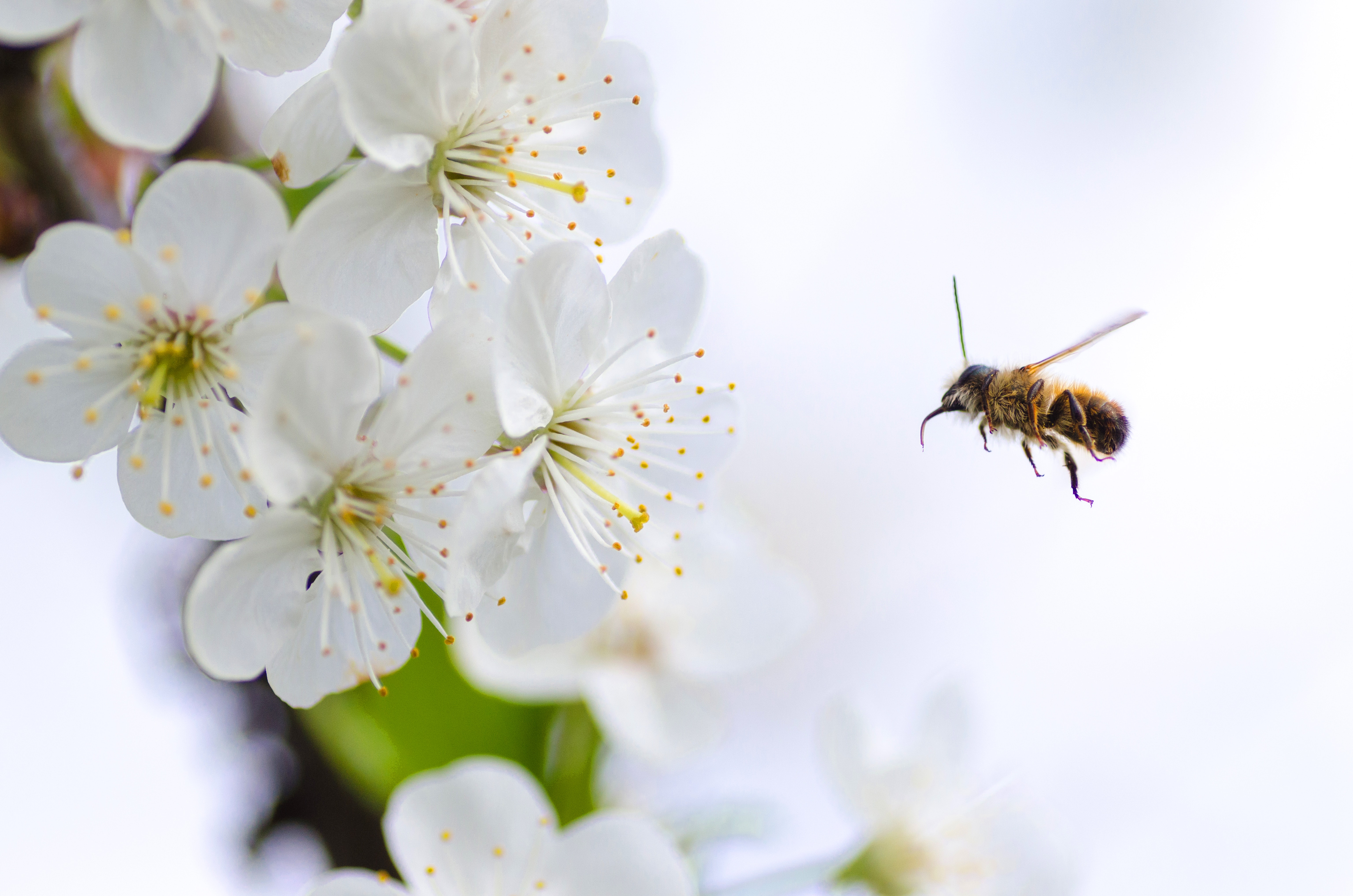 beautiful-beauty-bee-379926