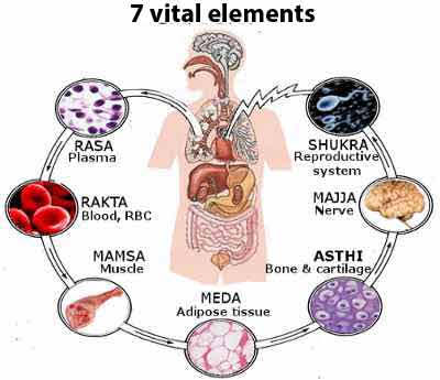 ayurveda-seven-sapta-dhatus
